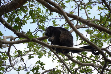 howler monkey also called mono saraguato