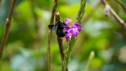Close up of a beautiful flower