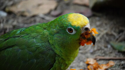 Close-up of animal Tayrona