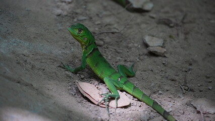 One young Iguana Parque Tayrona