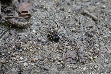 Close-up of animal Tayrona