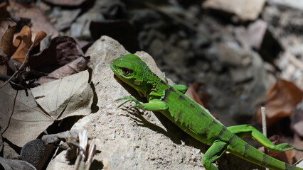 One young Iguana Parque Tayrona