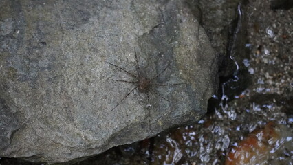 Close-up of spider in Tayrona