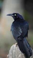 Close-up of bird in Tayrona