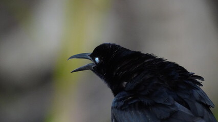 Close-up of bird in Tayrona