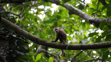 Playful capuchin monkey swinging through trees