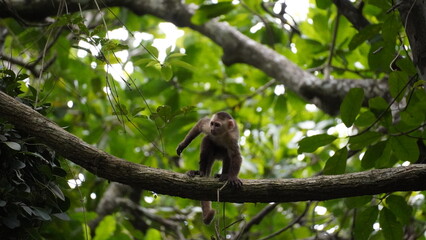 Playful capuchin monkey swinging through trees