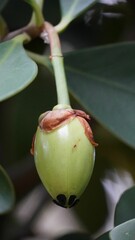 Fruit shell in Tayrona