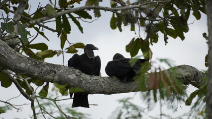 Close-up of bird in Tayrona