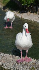 Goose in Japanese Garden in La Serena