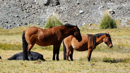 Obraz premium Beautiful horse close up