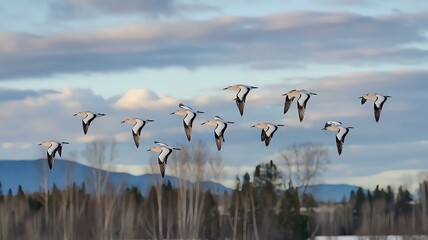 birds are flying in the winter over the seas