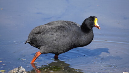 Gallineta in Lauca National Park views