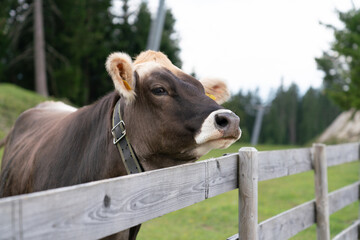 portrait of a cow in a barn