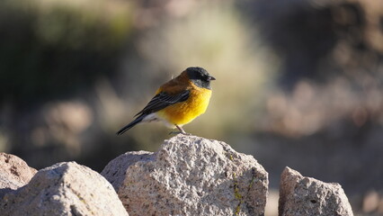 Yellow bird in Lauca National Park
