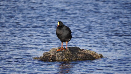 Gallineta in Lauca National Park views