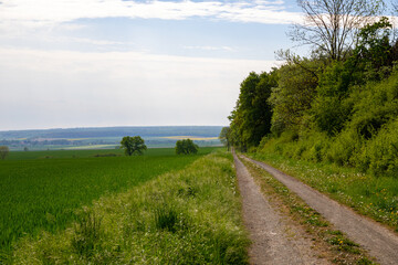 Panoramic view on a dirt road in September with corn, rapeseed, sugar beet and few trees