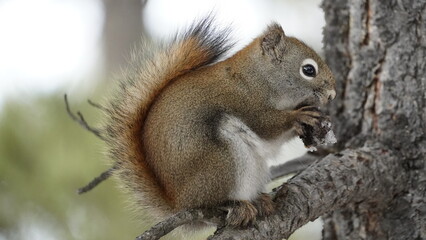 Squirrel on nature