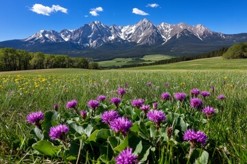 Obraz premium Alpine landscape with wildflowers blooming in the foreground, and snow-capped mountains rising majestically in the background, blending rugged nature with delicate beauty