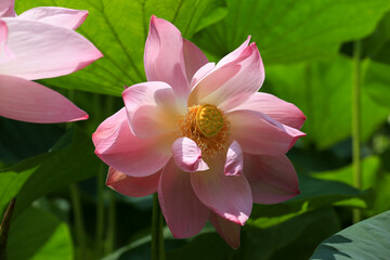 Pink lotus flower close up