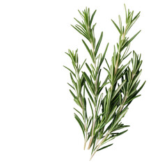 Fototapeta premium Rosemary herb sprigs, isolated on a white background.