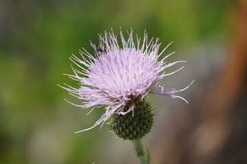 Close up of a beautiful flower