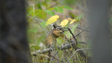 Chipmunk eating grass on a branch