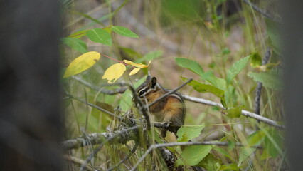 Chipmunk eating grass on a branch
