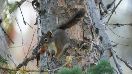 Squirrel on nature