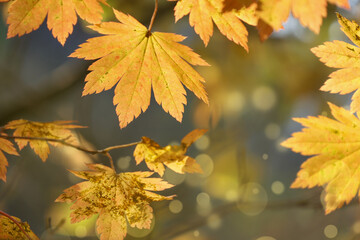 autumn leaves on the maple tree