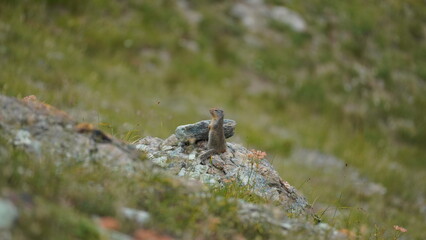 Ground squirrel Canada