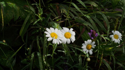 Close up of a beautiful flower