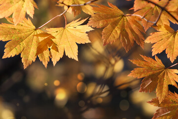 autumn maple leaves