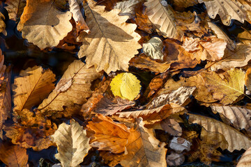 Dry autumn leaves on the water surface 