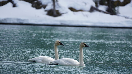 Two Swans swimming © Antoni