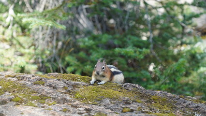 Squirrel on nature