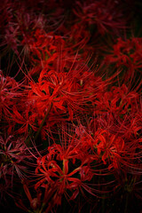 群生する彼岸花