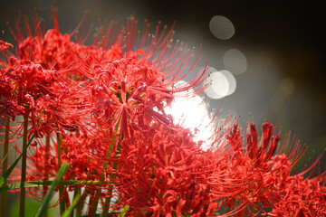 キラキラ光彼岸花