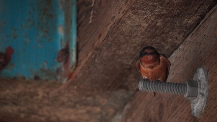 Bird perching on a nail