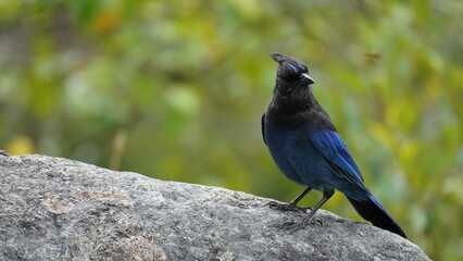 Blue woodpecker perching on a rock