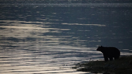 Black bear enjoying the life