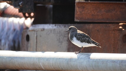 Bird perching on a metal tube