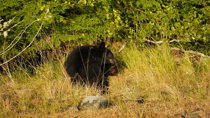 Black bear enjoying the life