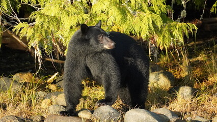 Black bear enjoying the life