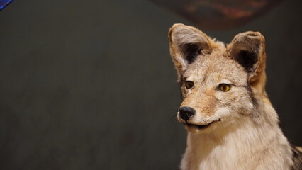 Animal expositions of the MacBride Museum of Yukon History
