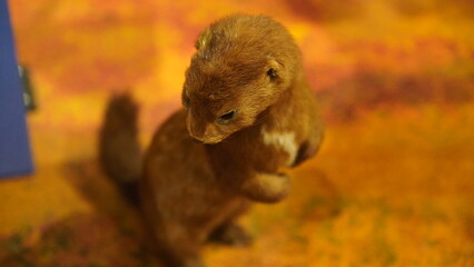 Animal expositions of the MacBride Museum of Yukon History