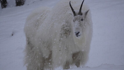 fluffy mountain goat Yukon Territory