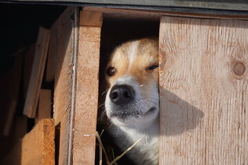 Yukon Quest 2024 in Whitehorse