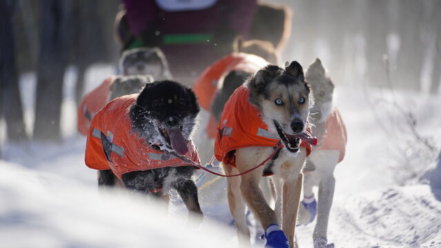 Yukon Quest 2024 in Whitehorse