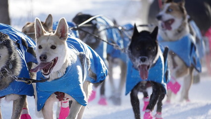 Yukon Quest 2024 in Whitehorse